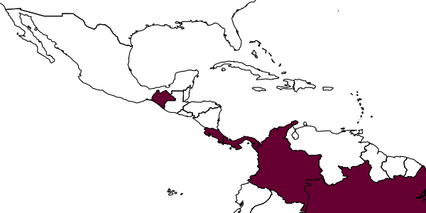 map of Rhopalum hansoni     Leclercq, 2002
